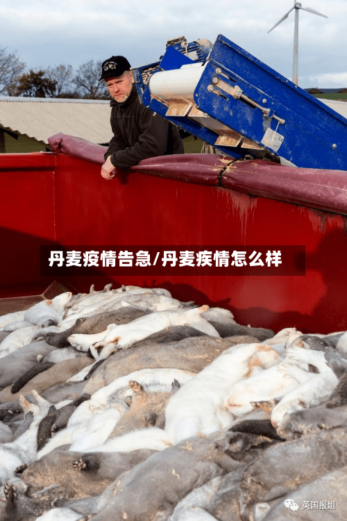 丹麦疫情告急/丹麦疾情怎么样-第3张图片