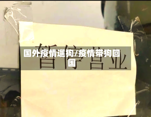 国外疫情遛狗/疫情带狗回国-第3张图片