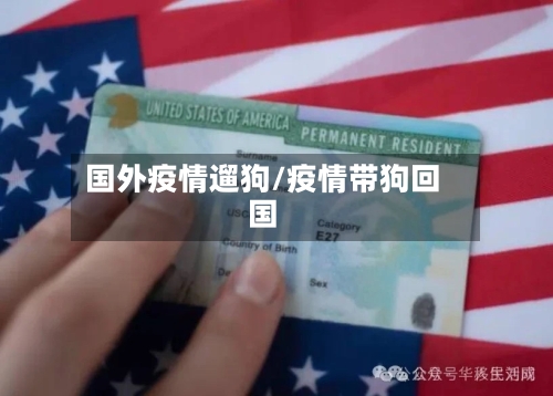 国外疫情遛狗/疫情带狗回国-第2张图片